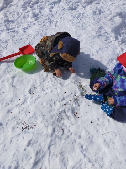 もう手袋を外しても寒くなかったよ！雪の中に種を植えちゃおう★