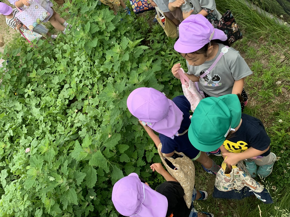 畑の野菜がこんなに大きくなったよ！植物ってすごい☆びっくりしたね～！